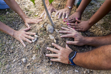 Diverse hands planting small tree for environment protection