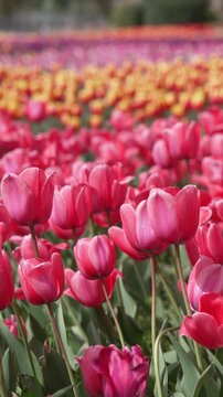 Large-scale tulip production fields in the Netherlands