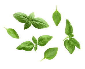 Fototapeta premium Fresh green basil leaves on white background, collage