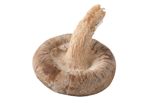 透明背景（png）に1本のシイタケ