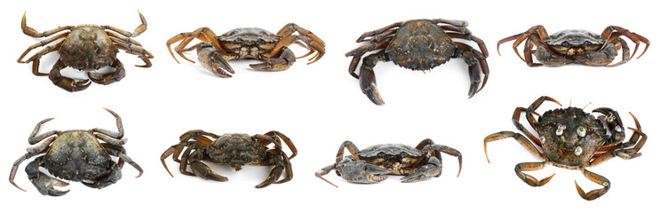 Fresh crabs isolated on white, set. Sea food