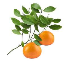 Branch with fresh grapefruits and green leaves isolated on white