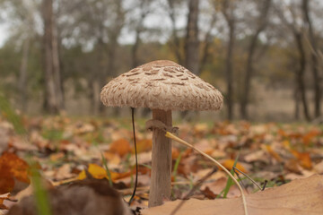 The parasol mushroom (Macrolepiota procera) stands majestically in a forest setting, surrounded by a carpet of fallen autumn leaves.