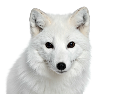 A close-up of a white fox's head, looking directly at the viewer with dark eyes. Cut out on a transparent background