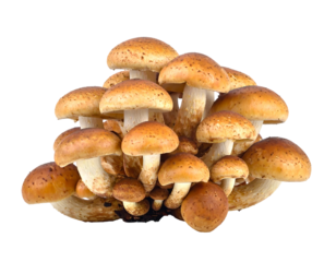 A cluster of tan-capped mushrooms, each with lighter stems, grouped together against a dark background