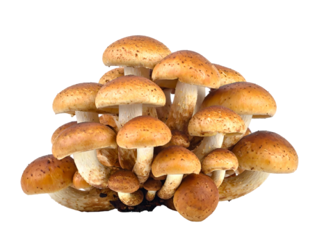 A cluster of tan-capped mushrooms, each with lighter stems, grouped together against a dark background