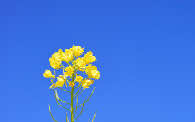 青空に映える菜の花からし菜