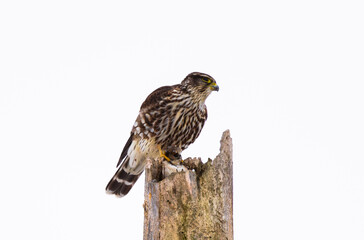 Merlin (Falco columbarius) Gripping Kill On Dead Tree Perch