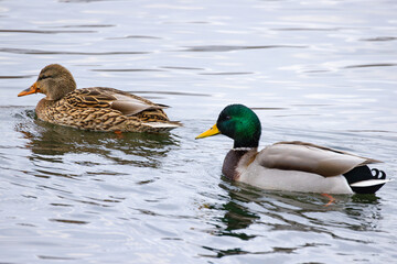 Obraz premium Mallard Ducks (Anas platyrhynchos) Swimming In Winter Lake