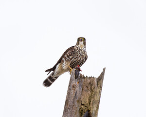 Merlin (Falco columbarius) Guarding Fresh Kill