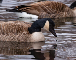 Canada Goose (Branta canadensis) Deatiled Close Up Drinking Water From Winter Lake
