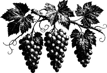 Obraz premium Vintage Xerography Grapevine Branch with Grapes, Botanical Engraving Illustration, Rustic Halftone Line Art Clipart