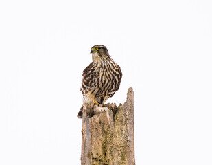 Merlin (Falco columbarius) Guarding and Processing Prey