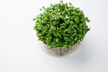 Fototapeta premium Organic Broccoli Sprouts on White Background