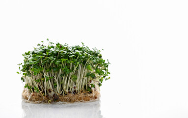 Organic Broccoli Sprouts on White Background