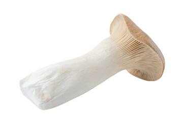 透明背景（png）に1本のエリンギ