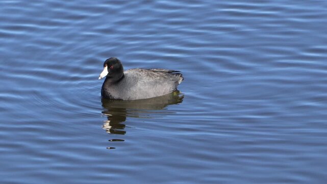 An all-black American coot bird with a white bill, not to be confused with a duck, swimming on blue waters in a lake.