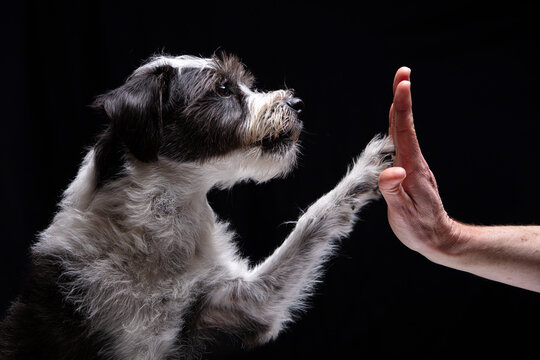 A little black and white dog is giving its human owner a high-five against a black background 