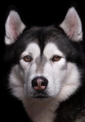 Portrait of an Alaskan Husky dog against a black background. x