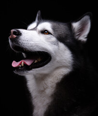 An adult Alaskan Husky dog smiling for a portrait against a black background. 