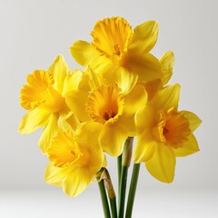 Obraz premium Yellow Daffodil Cluster