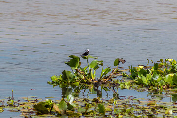 Masked Water-Tyrant perching on water hyacinth in a tropical wetland