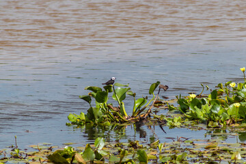 Masked Water-Tyrant perching on water hyacinth in a tropical wetland