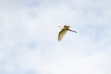 Elegant Great Egret flying gracefully against a bright blue sky