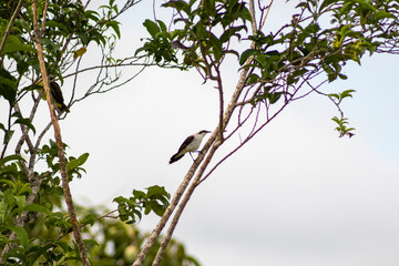 Masked Water-Tyrant bird perched calmly on a tree branch