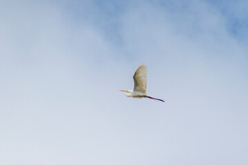 Elegant Great Egret flying gracefully against a bright blue sky