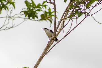 Masked Water-Tyrant bird perched calmly on a tree branch
