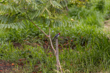 Striking Red-Crested Cardinal bird perched on a branch with vibrant plumage