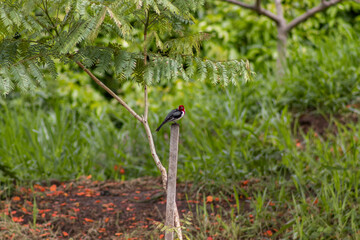 Striking Red-Crested Cardinal bird perched on a branch with vibrant plumage