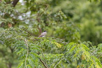 Fork-tailed Flycatcher bird flying with its long, distinctive tail streaming