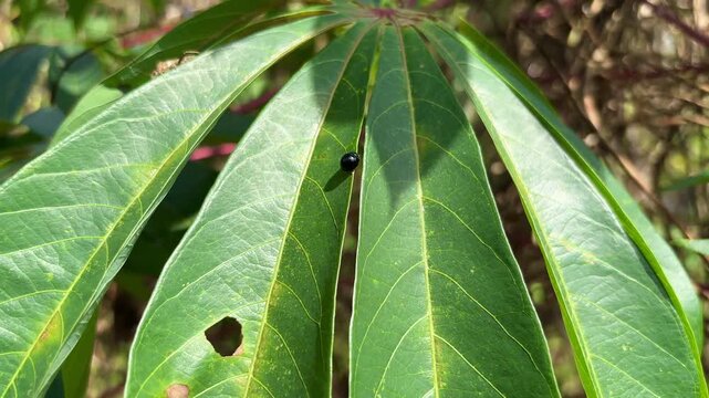 Close-up of a small, shiny black beetle resting on a large, palmate green cassava leaf, highlighting the insect and the leaf's texture. Manihot esculenta.