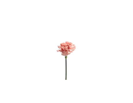 A lone peach carnation on a stark black background, small, centered, simple