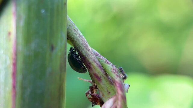 Macro shot of a shiny black insect (possibly a planthopper or beetle) on a purple-tinged plant stem, surrounded by tending black ants.