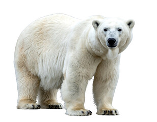 Fototapeta premium A majestic polar bear with thick white fur stands against a black background, facing forward in a portrait