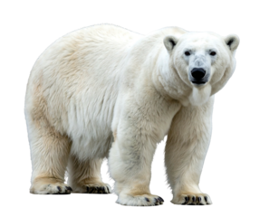 A majestic polar bear with thick white fur stands against a black background, facing forward in a portrait