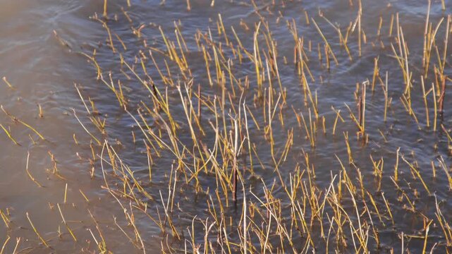 Thin golden willow branches growing in lake water.