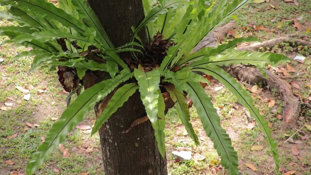 Vibrant Green Birds Nest Fern Growing Naturally on Tree Trunk