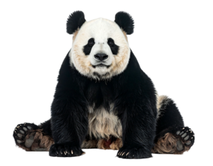 A panda bear sits isolated against a black backdrop, looking directly at the viewer with its big eyes