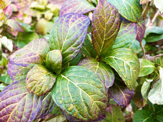 鮮やかなアジサイの葉