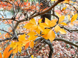 鮮やかなドウダンツツジ