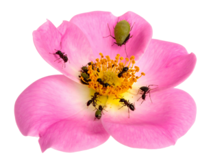A pink flower hosts several black ants and green bugs in the bloom's yellow center, isolated on black