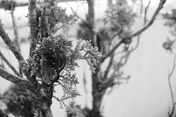 Textured Leaves in Black and White – Botanical Minimalist Design