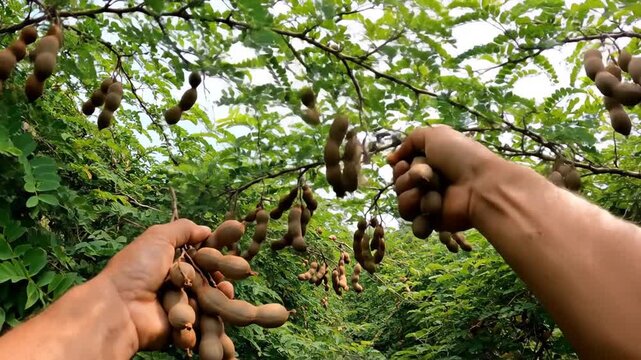 A person is harvesting fresh tamarind from a lush garden.