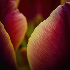 A breathtaking close-up of a vibrant flower petal unfolding. Demonstrating the ephemeral beauty and dynamic life cycle of nature's growth ,new ,growth ,soft