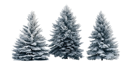 Three spruce trees in winter with heavy snow coverage on transparent background