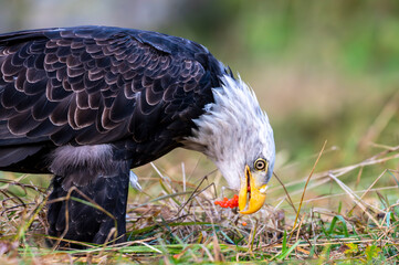 Bald eagle eating salmon eggs 